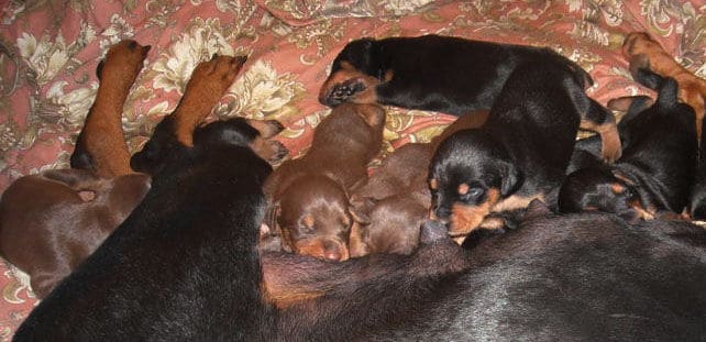 three week old doberman puppies blacks and reds