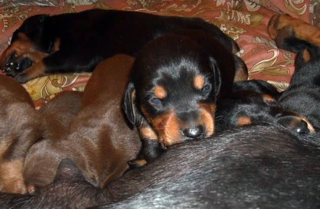 three week old doberman puppies blacks and reds