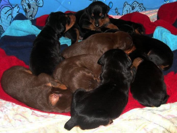 three week old doberman puppies blacks and reds