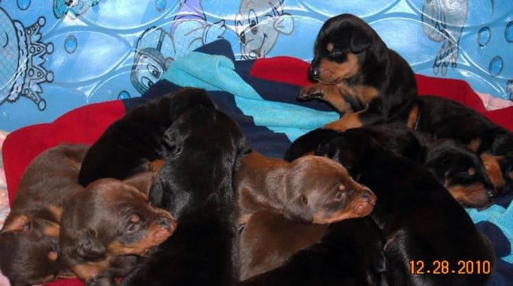 three week old doberman puppies blacks and reds