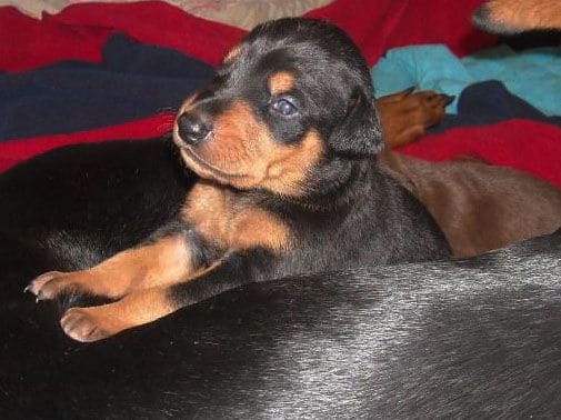 three week old doberman puppies blacks and reds