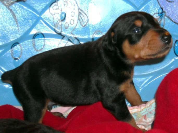 three week old doberman puppies blacks and reds