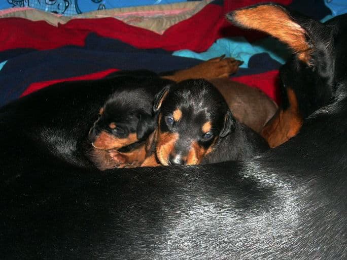 three week old doberman puppies blacks and reds