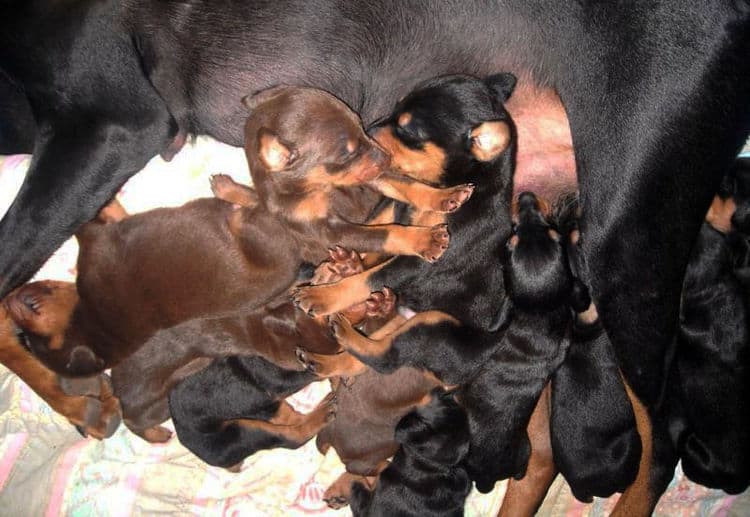 three week old doberman puppies blacks and reds