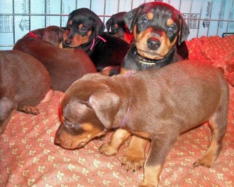 5 week old black/rust and red/rust doberman pups