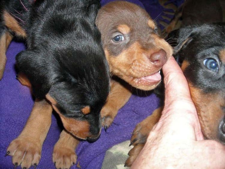 5 week old black/rust and red/rust doberman pups