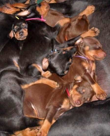 5 week old black/rust and red/rust doberman pups