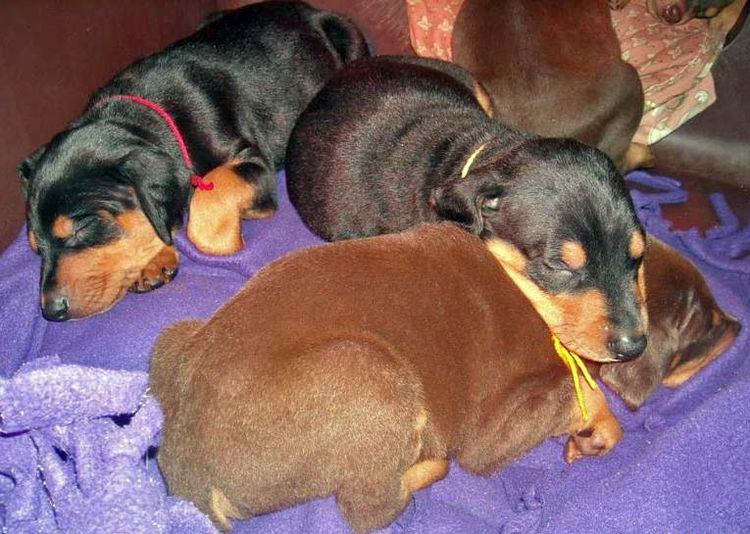 5 week old black/rust and red/rust doberman pups