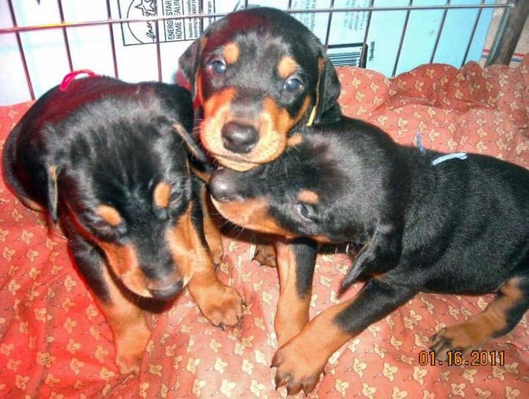 5 week old black/rust and red/rust doberman pups