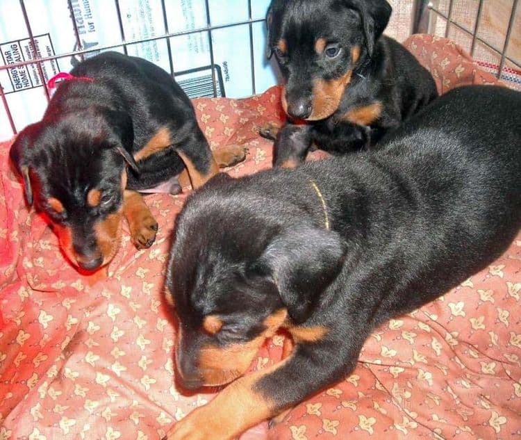 5 week old black/rust and red/rust doberman pups