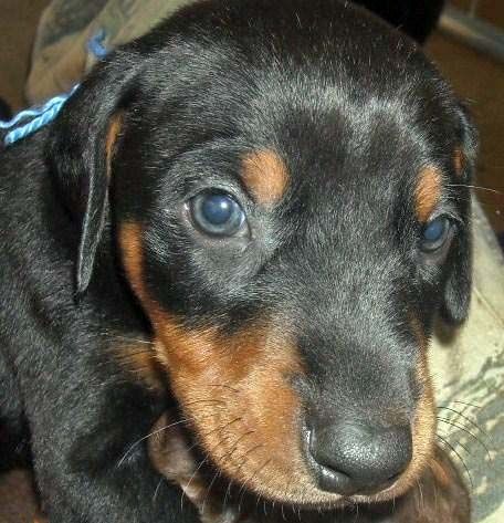 black male doberman 5 weeks old