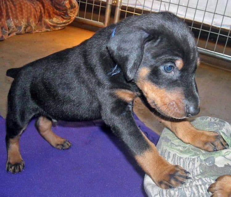 5 week old black and rust male doberman pup