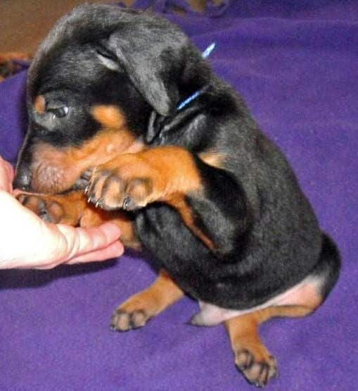 black male doberman 5 weeks old