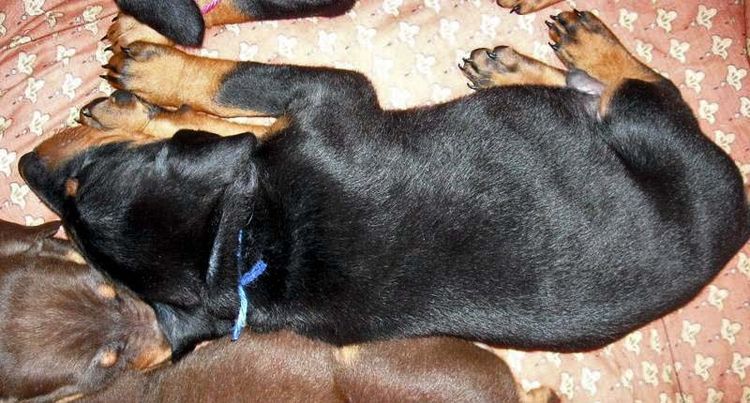 black male doberman 5 weeks old