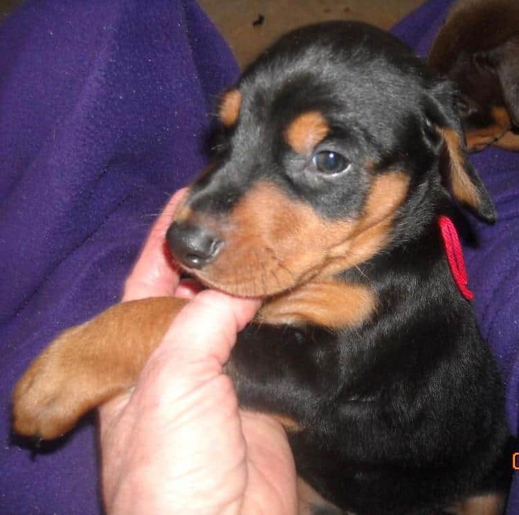 5 week old black and rust male doberman pup