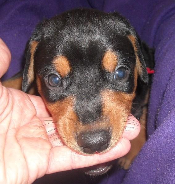 black male doberman 5 weeks old