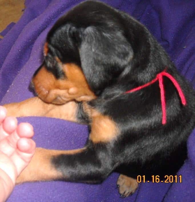 black male doberman 5 weeks old