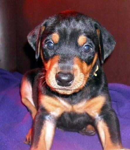 5 week old black and rust male doberman pup