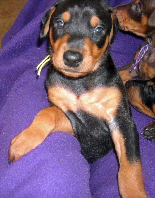 5 week old black and rust male doberman pup