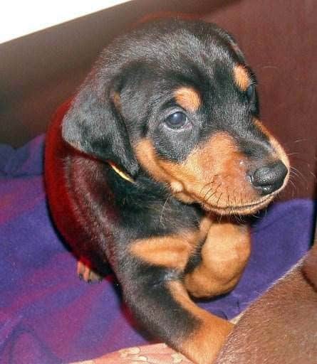 black male doberman 5 weeks old