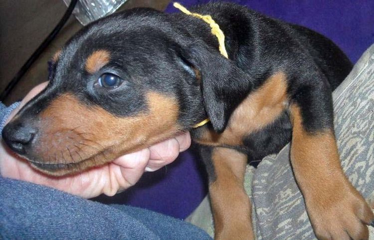 black male doberman 5 weeks old