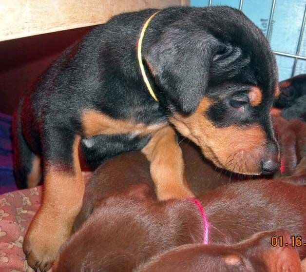 black male doberman 5 weeks old