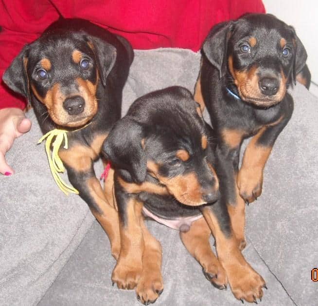 black male doberman 6 weeks old