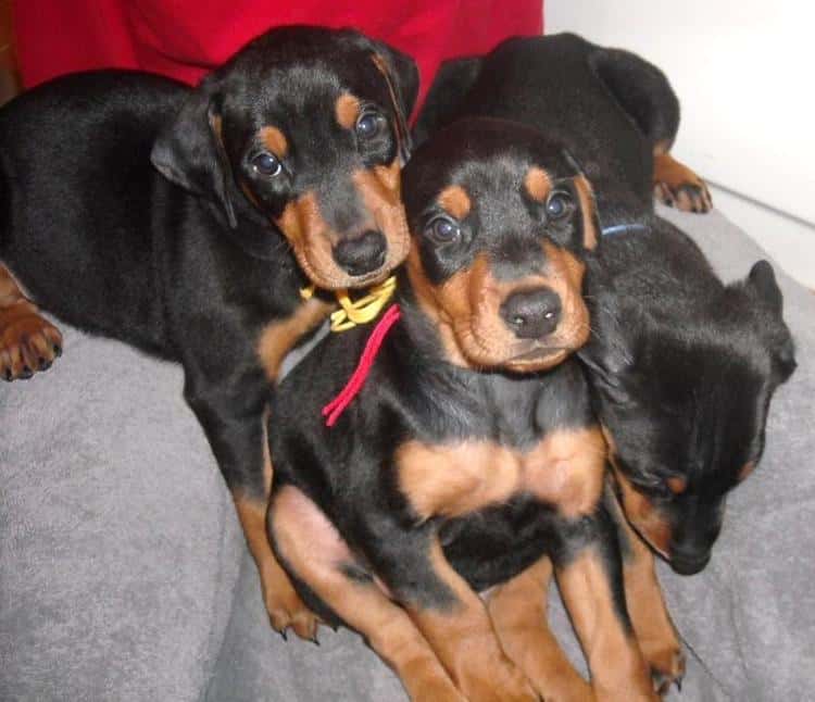 black male doberman 6 weeks old