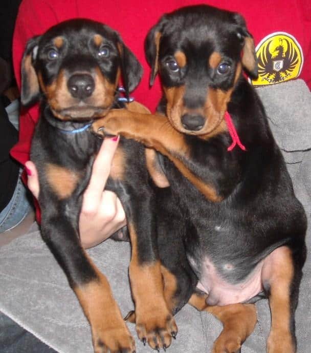 black male doberman 6 weeks old