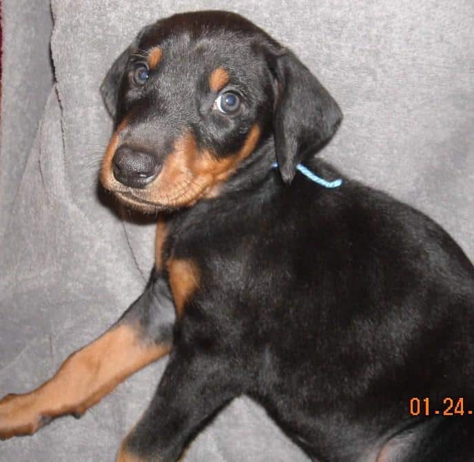 black male doberman 6 weeks old