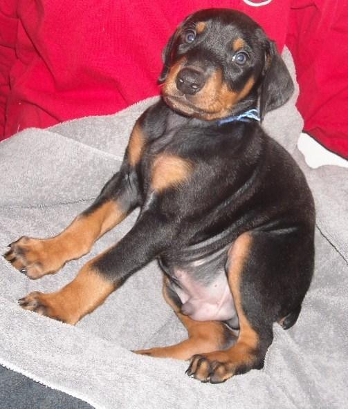 black male doberman 6 weeks old