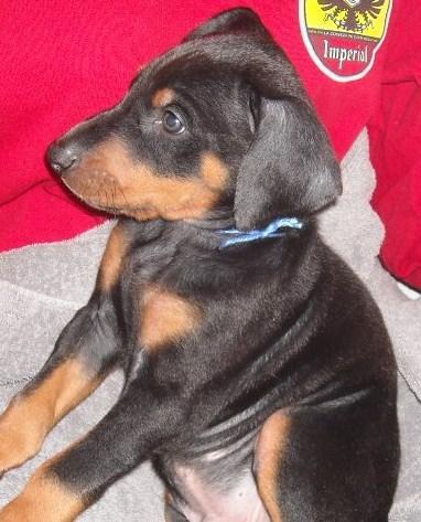 black male doberman 6 weeks old