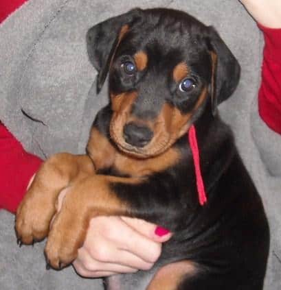 black male doberman 6 weeks old