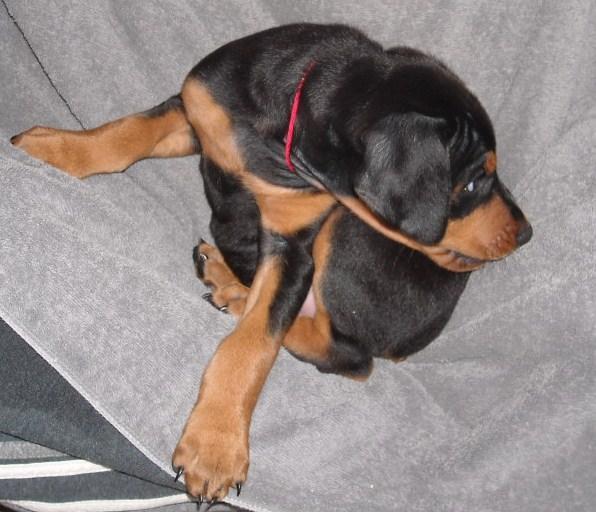 black male doberman 6 weeks old