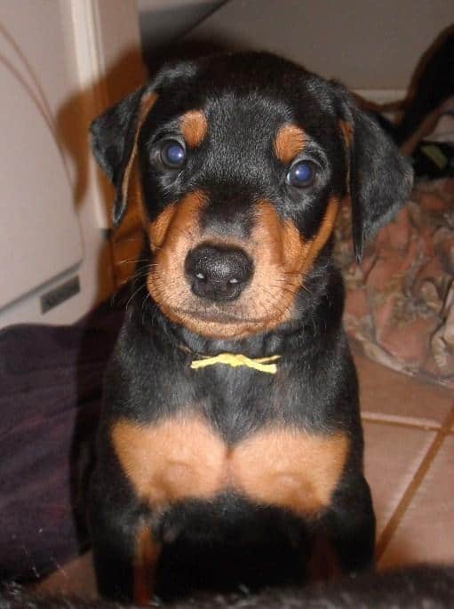 black male doberman 6 weeks old