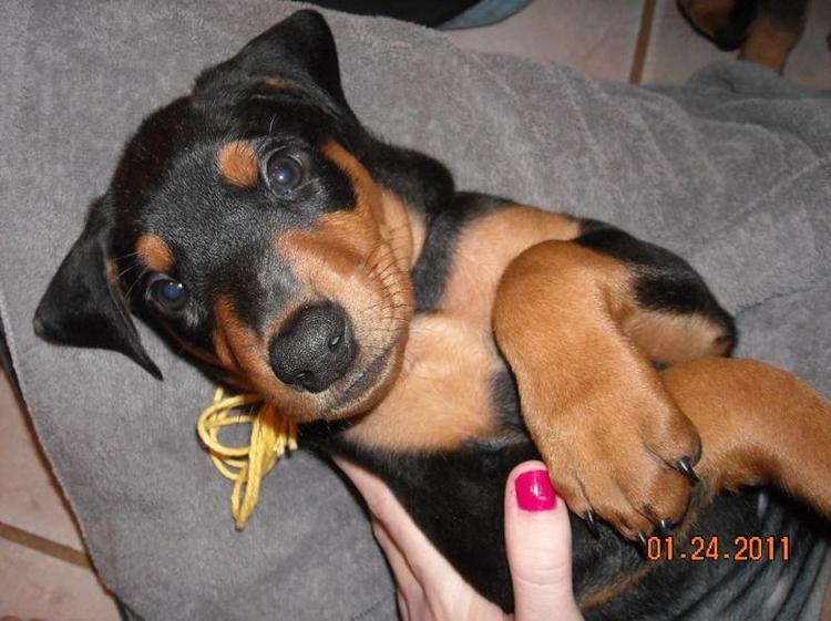 black male doberman 6 weeks old