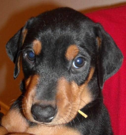 black male doberman 6 weeks old