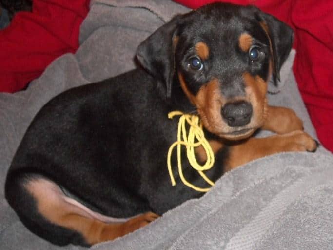 black male doberman 6 weeks old