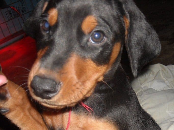 black male doberman 7 weeks old