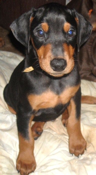 black male doberman 7 weeks old