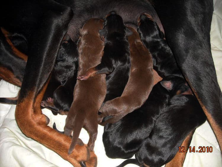 doberman puppies blacks and reds