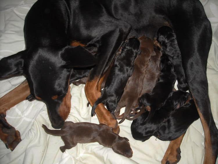 doberman puppies blacks and reds