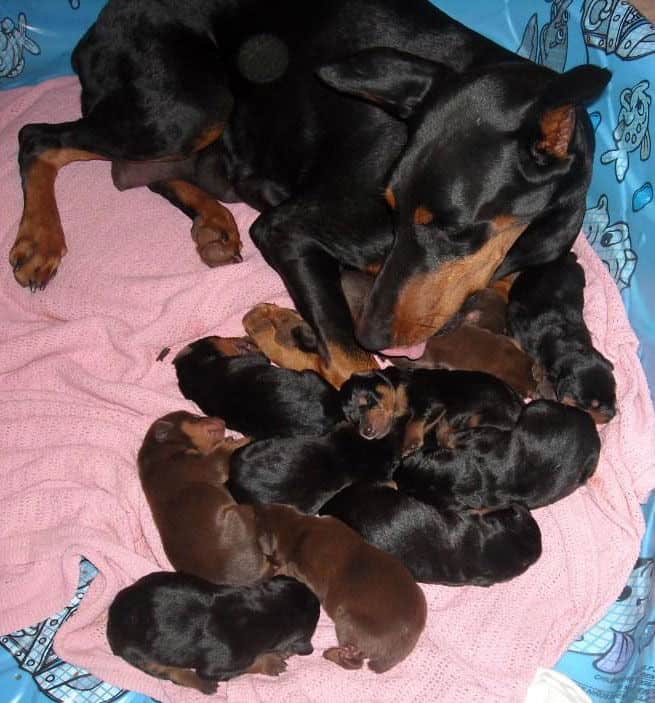 doberman puppies blacks and reds