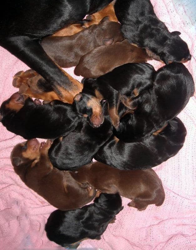 doberman puppies blacks and reds