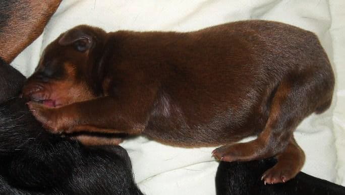 doberman puppies blacks and reds