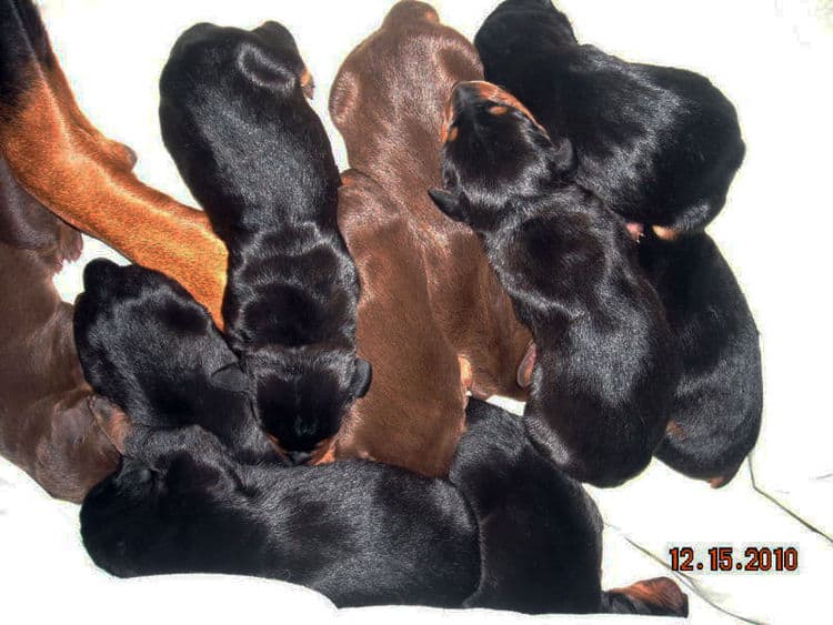 doberman puppies blacks and reds