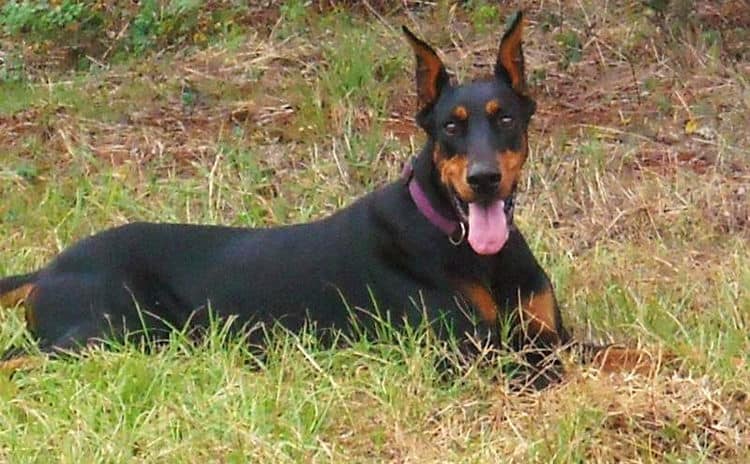 Aires - black rust female breeding doberman; owned by the Watsons