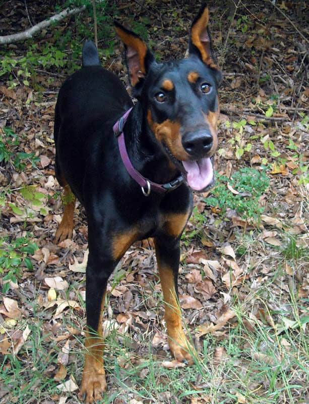 Aires - black rust female breeding doberman; owned by the Watsons