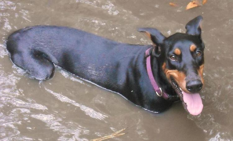 Aires - black rust female breeding doberman; owned by the Watsons