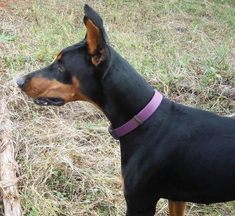 Aires - black rust female breeding doberman; owned by the Watsons